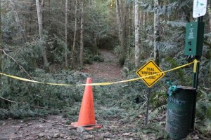 Tuesday’s windstorms caused 40 trees to be knocked down across Community Park’s plethora of trails and will reroute this weekend’s Turkey Trot 5K.
