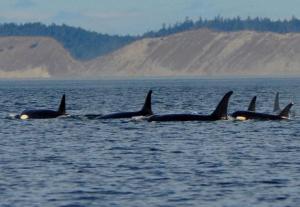 A pod of orcas cruises by Ebey’s Landing on Oct. 1