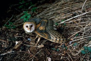 Barn owls are common on Whidbey Island. This photograph was taken by C.F. Zeillemaker from the National Fish and Wildlife library