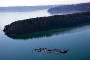 Fish pens like these are still allowed because a bill that would ban them from Puget Sound was abandoned at the state Legislature.