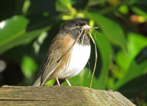 A male dark-eyed junco gathers materials for a nest Jan. 2. The females of the species assemble the nests.