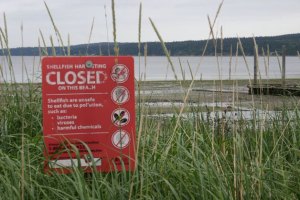 Pollution levels in Holmes Harbor are considerably lower