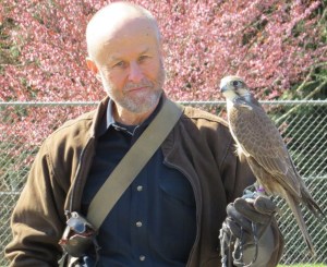 Whidbey falconeer Steve Layman wows school students at South Whidbey Elementary School.