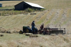 Vance Tillman bales hay in a field on the other side of Third Street from St. Hubert Catholic Church in Langley. Tillman’s wife is Tiny Tillman of the Fossek family