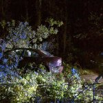 A car crashed into a fallen tree that blocked both lanes of Woodard Avenue in Freeland on Friday evening. Nobody was injured.