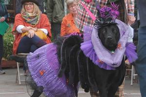 Kyle Jensen / The Record                                Maggie, a black lab owned by Barry Dunn, took home the best costume award for her &ldquo;spider invasion&rdquo; outfit.