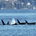 Bonnie Gretz photo                                Southern Resident orcas (J and K pods) swim through Saratoga Passage on Oct. 11 just offshore of Langley.