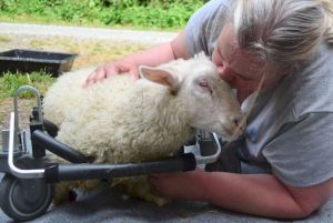 “Ollie” the lamb sticks out his head for a kiss from Vicky Brown