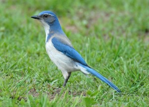 Craig Johnson photo A Western scrub jay