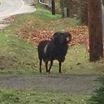 Contributed photo The black ram that separated from the herd was spotted on Fish Road.