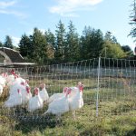 Kyle Jensen / The Record Bayview farmsteader Kevin Dunham meets with his pastured turkeys three weeks before slaughter day.