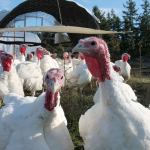 Kyle Jensen / The Record Dunham&rsquo;s turkeys will soon be the main course for many South Whidbey Thanksgiving dinners.