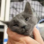 Kyle Jensen / The Record                                A kitten with small amounts of soot on its nose and eye is held by Favini.