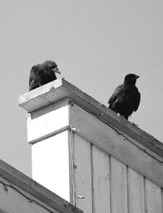 These crows resting on a Langley rooftop are at much greater risk from the West Nile virus than are the people walking below them. Island County health officials say the virus is not in Washington.