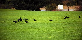 The new soccer fields at the South Whidbey Parks and Recreation District’s Langley Road sports complex are still for the birds. But come April