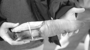 The geoduck is recognizable by it neck