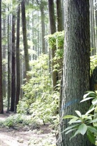 Trees marked for removal at Rhododendron County Park Campground include the Douglas fir pictured above.