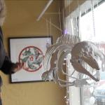 Evan Thompson / The Record                                A porpoise skeleton called &ldquo;Maxine&rdquo; was recently installed at the Langley Whale Center.