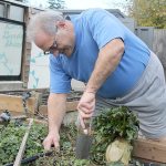 Evan Thompson / The Record                                Rocco Gianni recently stepped down from his position as a South Whidbey School Board Director. Gianni is seen here gardening at his home in Useless Bay.