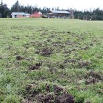 Kyle Jensen / The Record                                Divots were heavily scattered on field one in the South Whidbey Sports Complex. The field will remain closed for at least two or three months.