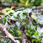 Ron Newberry / Whidbey News Group                                An Anna&rsquo;s Hummingbird blends into the scenery at Linda and Gordon Bainbridge&rsquo;s backyard in Greenbank. When temperatures drop to below freezing, Linda Bainbridge wakes up early to set out her hummingbird feeder.