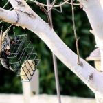 Ron Newberry / Whidbey News Group                                A European Starling goes after a block of suet in Admirals Cove. Starlings are non-native species that typically draw the ire of birders.