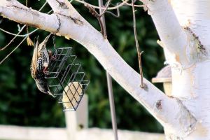 Ron Newberry / Whidbey News Group                                A European Starling goes after a block of suet in Admirals Cove. Starlings are non-native species that typically draw the ire of birders.