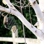 Ron Newberry / Whidbey News Group                                A European Starling goes after a block of suet in Admirals Cove. Starlings are non-native species that typically draw the ire of birders.