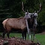 Whidbey elk picks wrong tarp to tangle with