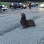 Megan Hansen / Whidbey News Group &mdash; A rogue sea lion that visited Nichols Brothers in Freeland on Saturday captured quite a bit of public attention.