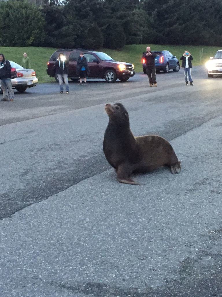 Megan Hansen / Whidbey News Group &mdash; A rogue sea lion that visited Nichols Brothers in Freeland on Saturday captured quite a bit of public attention.