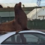 Sea lion visits Nichols Brothers, practices car decorating skills