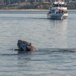 Record file &mdash; A gray whale breaches as a boat full of onlookers watches in the background