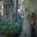 Justin Burnett/The Record &mdash; Tree rot at South Whidbey State Park has led Washington State Parks staff to recommend the campgrounds permanent closure.