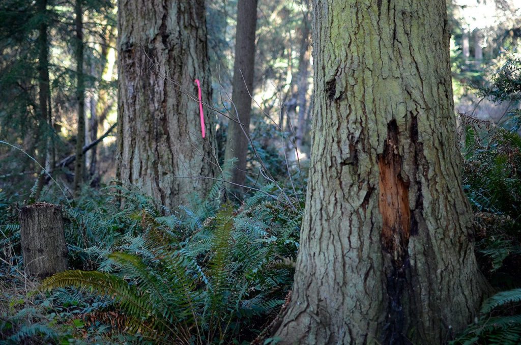 Justin Burnett/The Record &mdash; Tree rot at South Whidbey State Park has led Washington State Parks staff to recommend the campgrounds permanent closure.