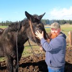 Whidbey News Group photo                                Wednesday afternoon, North Whidbey resident John Wallace visits with Buster, a mule that suffered a mysterious eye injury earlier this month.