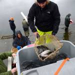 SLIDESHOW | Lone Lake swimming with rainbows; fly clubs dump 500 pounds of trout into ‘regional’ fishing hole