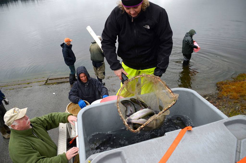 SLIDESHOW | Lone Lake swimming with rainbows; fly clubs dump 500 pounds of trout into ‘regional’ fishing hole