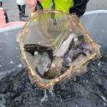 SLIDESHOW | Lone Lake swimming with rainbows; fly clubs dump 500 pounds of trout into ‘regional’ fishing hole