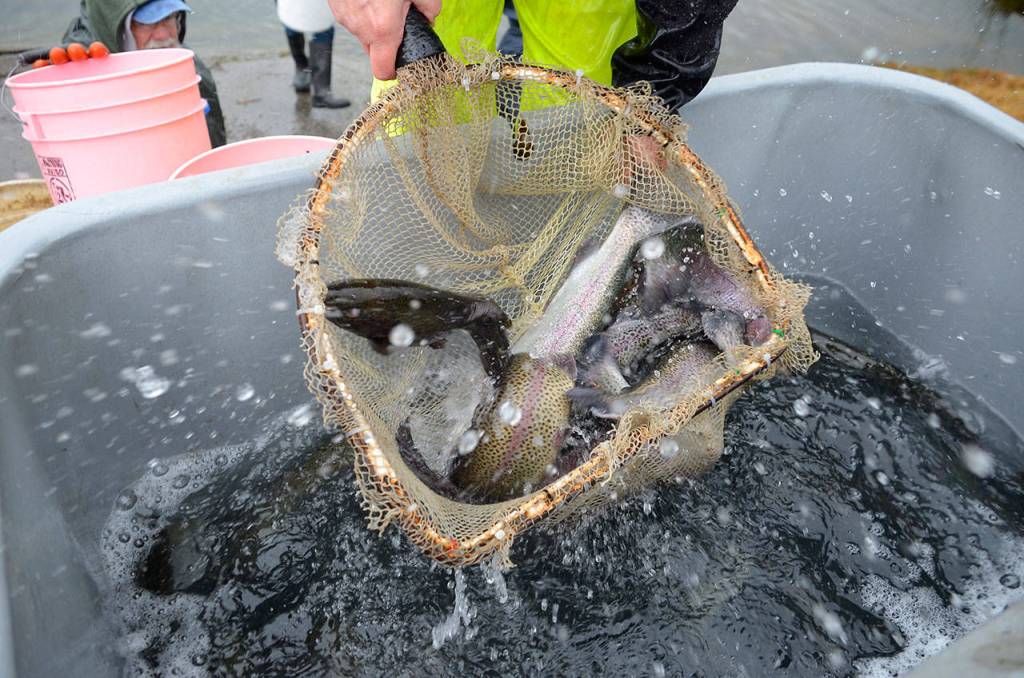 SLIDESHOW | Lone Lake swimming with rainbows; fly clubs dump 500 pounds of trout into ‘regional’ fishing hole