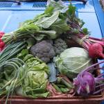 Contributed photo &mdash; CSA boxes are typically provided weekly and are stocked with an array of produce. Customers normally stop by the farm to pick up their boxes.