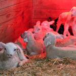 Kyle Jensen / The Record &mdash; Lambs less than a week old are fenced off in their own pen at Glendale Shepherd.