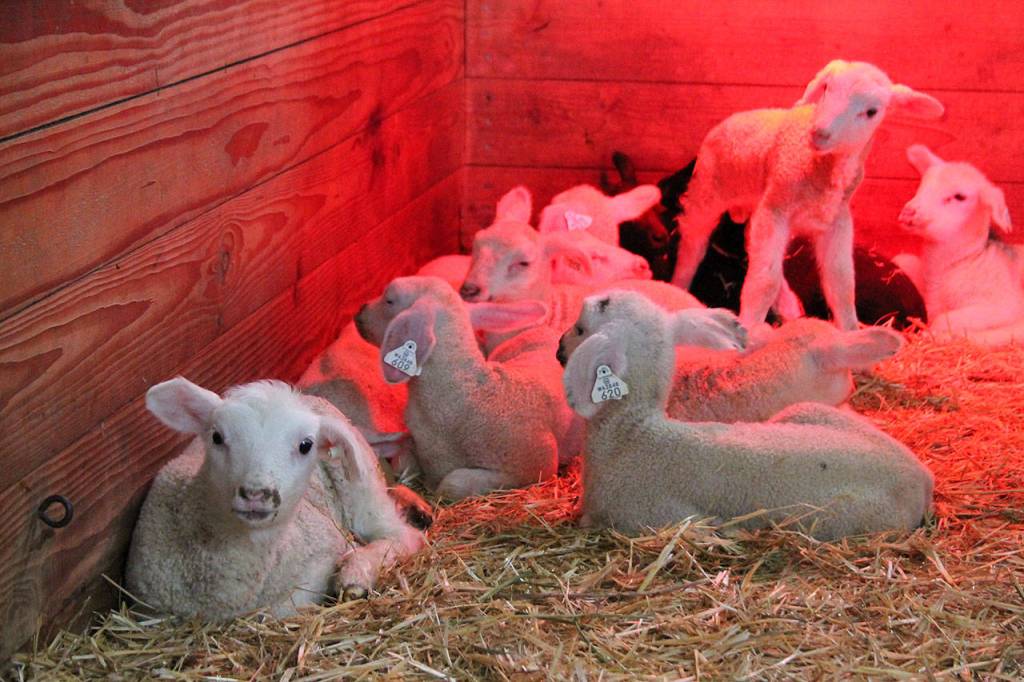 Kyle Jensen / The Record &mdash; Lambs less than a week old are fenced off in their own pen at Glendale Shepherd.