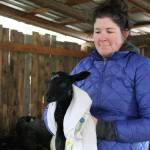 Kyle Jensen / The Record &mdash; Glendale Shepherd employee Anna Magnuson holds a newborn after separating it from its mother.