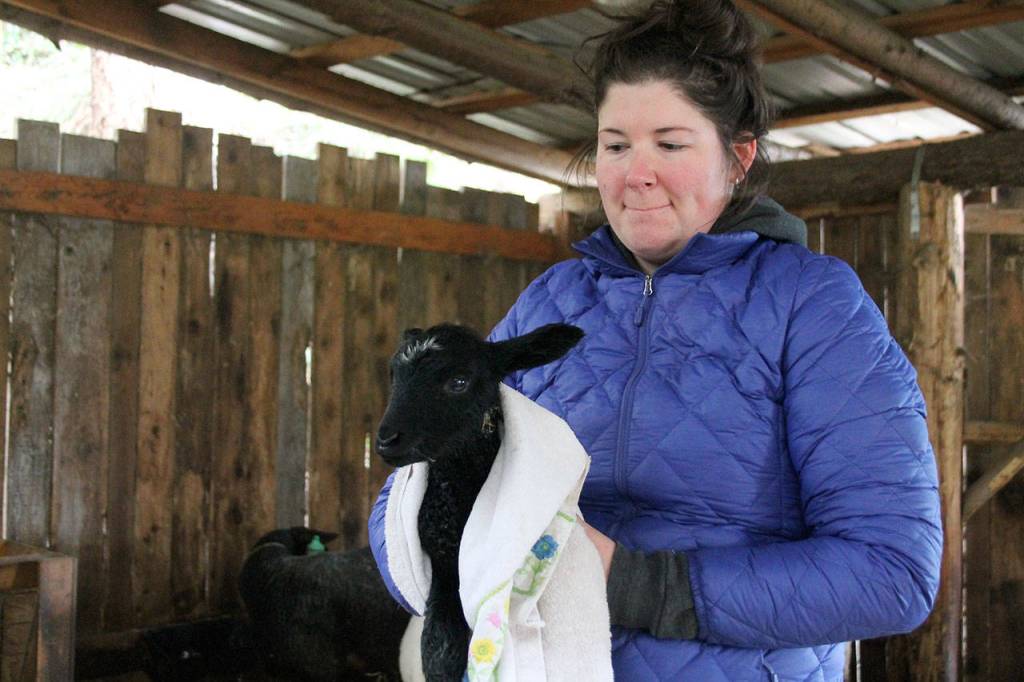 Kyle Jensen / The Record &mdash; Glendale Shepherd employee Anna Magnuson holds a newborn after separating it from its mother.