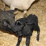 Kyle Jensen / The Record &mdash; An ewe cleans a newborn shortly after birth.