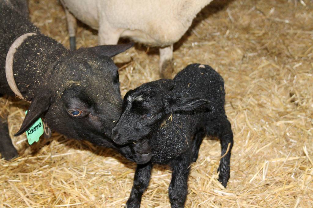 Kyle Jensen / The Record &mdash; An ewe cleans a newborn shortly after birth.