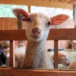 Springtime brings lambs to Whidbey’s pastures