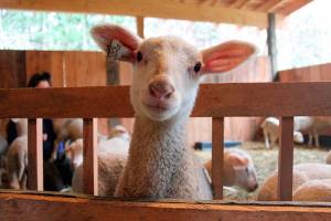 Springtime brings lambs to Whidbey’s pastures
