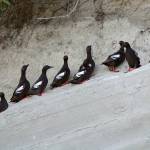 Govinda Rosling photo &mdash; Pigeon Guillemots gather around a borrow inside a bluff. These bluffs are where the seabird raise their chicks.